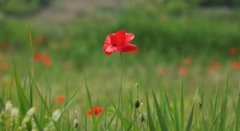 The Remembrance Day Poppy A Symbol of Sacrifice and Hope